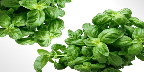 Photo of Basil Pesto Perfection: Spring&#039;s Green Gift