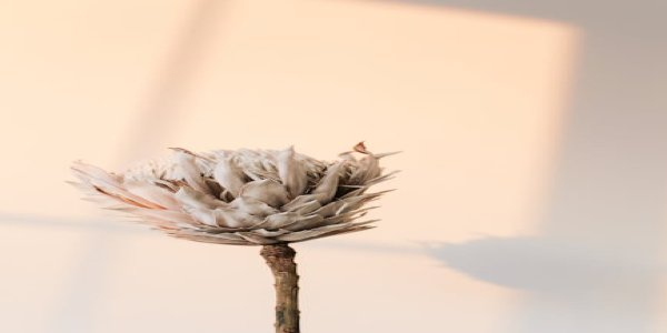 Photo of Spring Risotto: The Artichoke Awakens