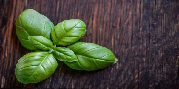 Photo of Summer Basil Pesto: Fresh Flavors
