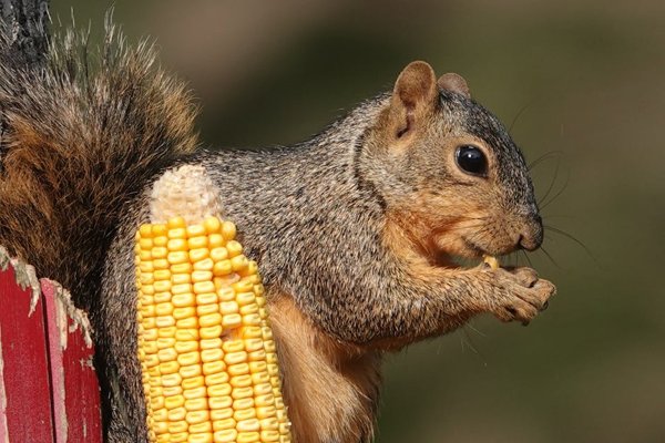 Copycat Texas Roadhouse Buttered Corn