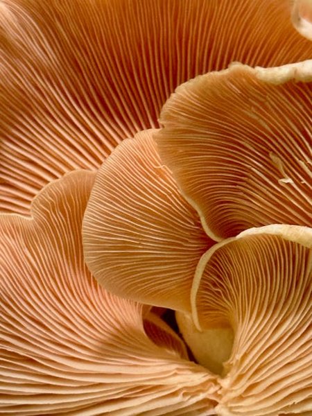 Grandpa Jasper's Oyster and Wild Rice Galette