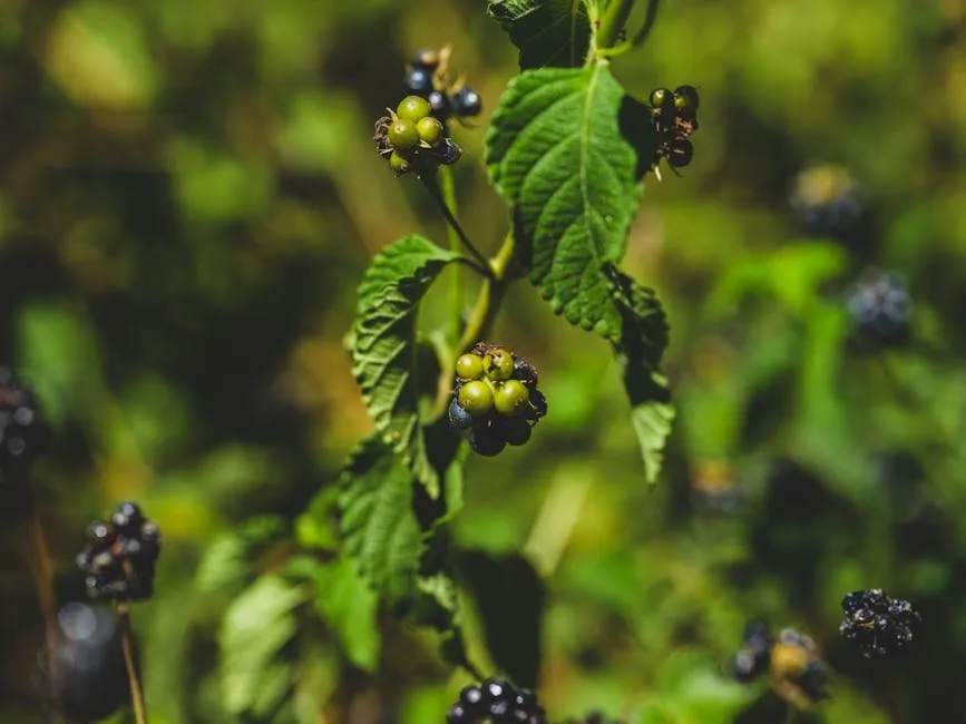 Oregon Wild Berry Dutch Baby