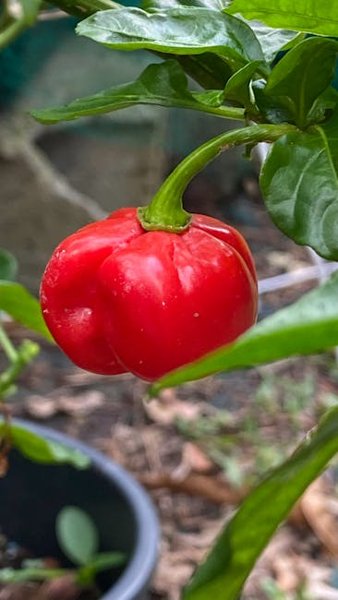 Spicy Crunchwrap Sliders