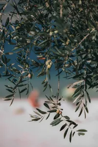 Copycat Olive Garden Asiago Tortelloni Alfredo recipe