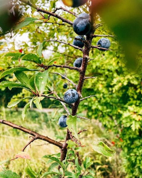 Wild Plum and Bison Meatballs