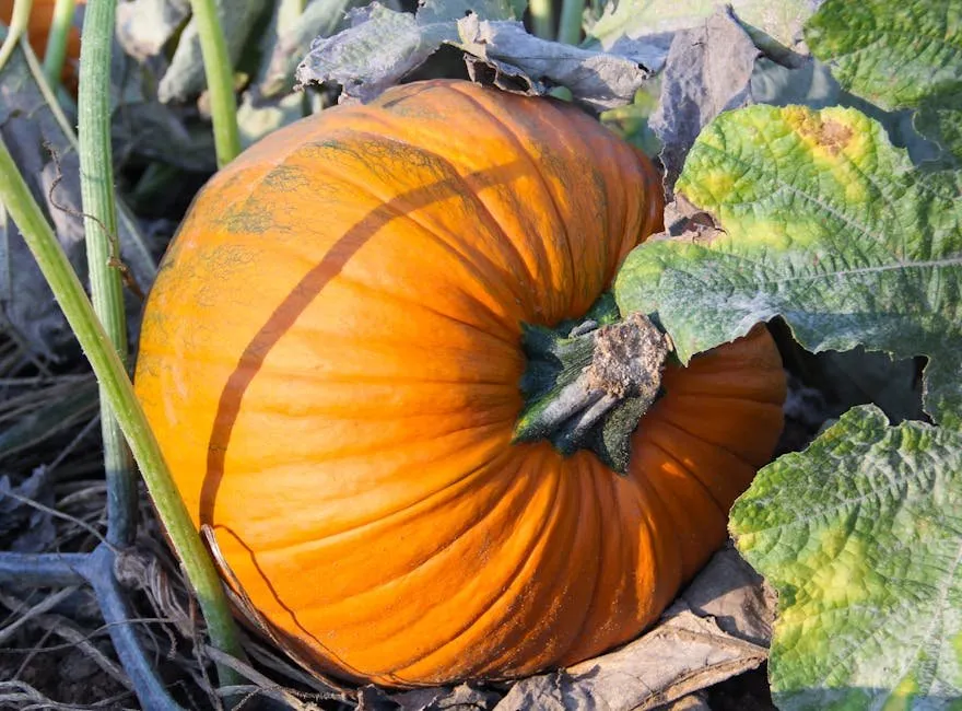 Duck Fat Roasted Acorn Squash