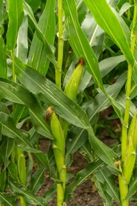 Corn Pone