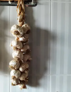 Garlic Knots