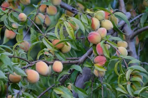 Olive Garden Peach Bellini recipe