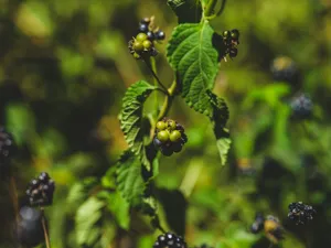 Oregon Wild Berry Dutch Baby recipe