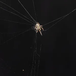 Ugali with Sukuma Wiki recipe