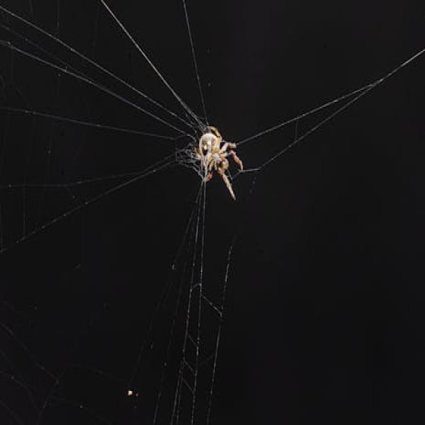 Ugali with Sukuma Wiki