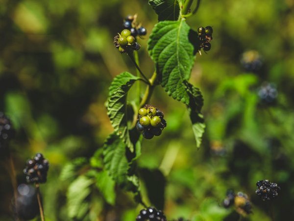 Wild Berry Buckle